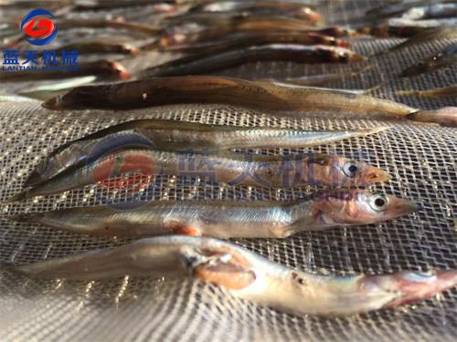 山東魚(yú)干烘干機(jī)烘干現(xiàn)場(chǎng)